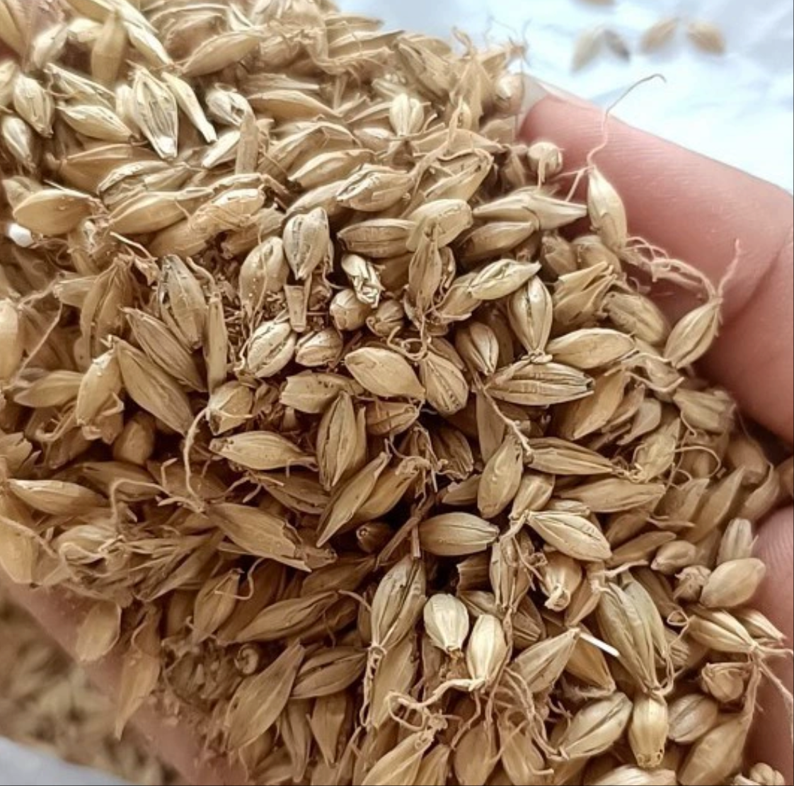 批发现货中药材生麦生芽稻芽炒麦芽炒稻芽大麦茶小麦浮小麦淮小麦