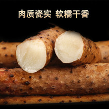 铁棍山药正宗铁杆新鲜陈集